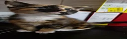 Mixed Breed cats for sale: Beautiful mixed breed  - Advert 5