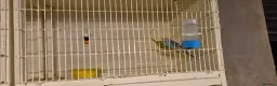 Budgerigars birds for sale: 3 Budgies & Lovebird Pair for Sale – 1 Year Old  - Advert 9