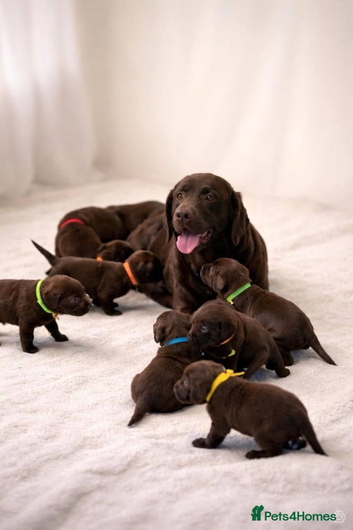 Labrador Retriever dogs Chocolate Labradors - Advert 1