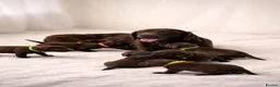 Labrador Retriever dogs for sale: Chocolate Labradors in Tamworth - Advert 1