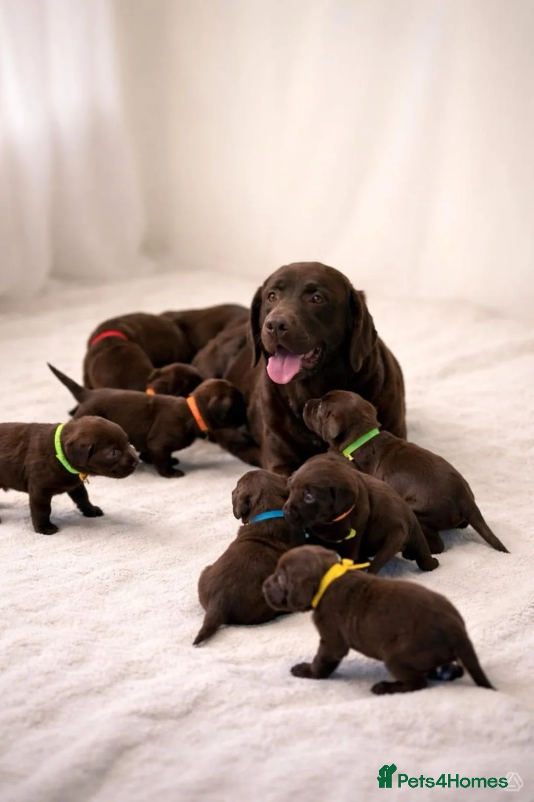 Labrador Retriever dogs for sale: Chocolate Labradors in Tamworth - Advert 1