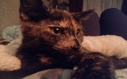 Mixed Breed cats for sale: 12 weeks old boy looking for a new home  - Image 8
