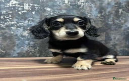 Dachshund dogs for sale: Miniature dachshund puppies  - Image 4