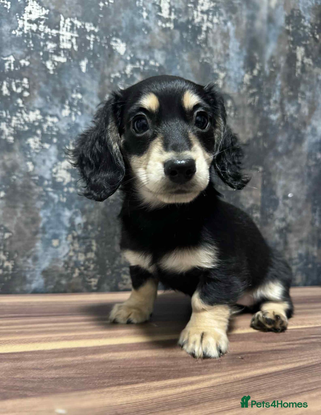 Dachshund dogs for sale: Miniature dachshund puppies  - Image 4