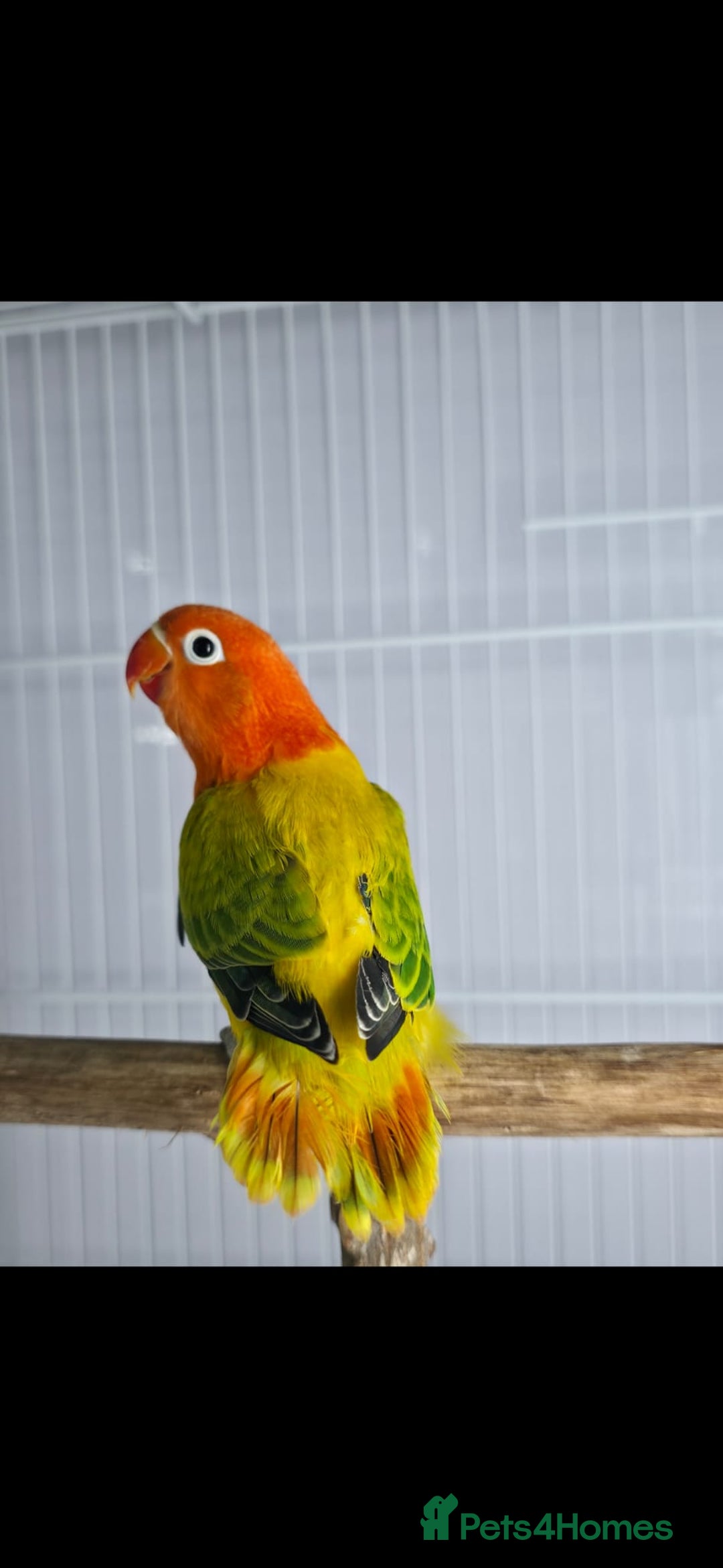 Lovebirds birds for sale: Mutation Lovebirds for Sale - Advert 4