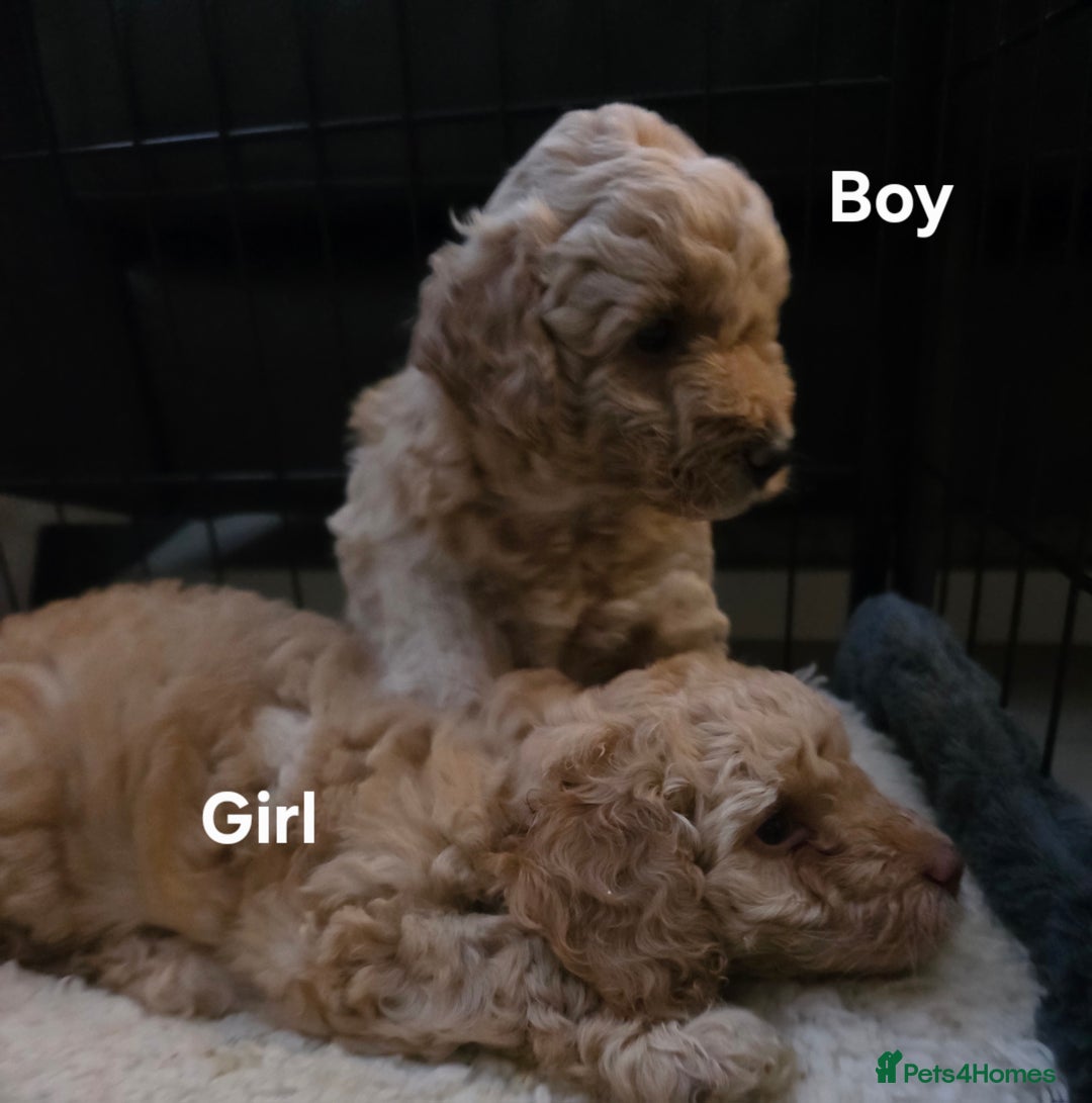 Cockapoo dogs for sale: Cockapoo puppies FB1 miniature poodle X Cockapoo  - Advert 7