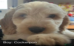Cockapoo dogs for sale: Lemon & white cocker spaniel & Cockerpoo puppies - Advert 6