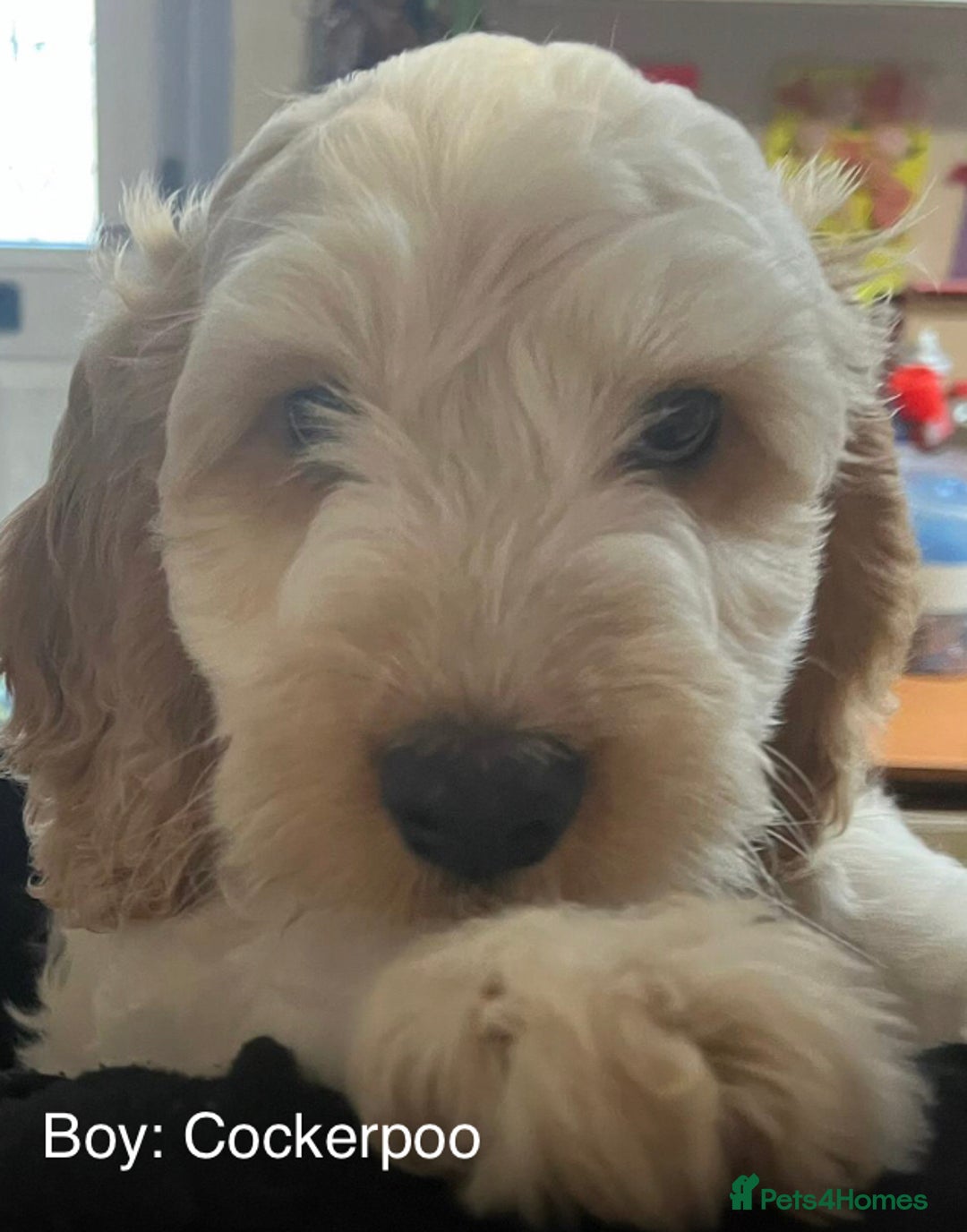 Cockapoo dogs for sale: Lemon & white cocker spaniel & Cockerpoo puppies - Advert 6
