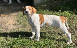 Pointer dogs for sale: KC registered Pointer Puppies, ready to leave - Image 2