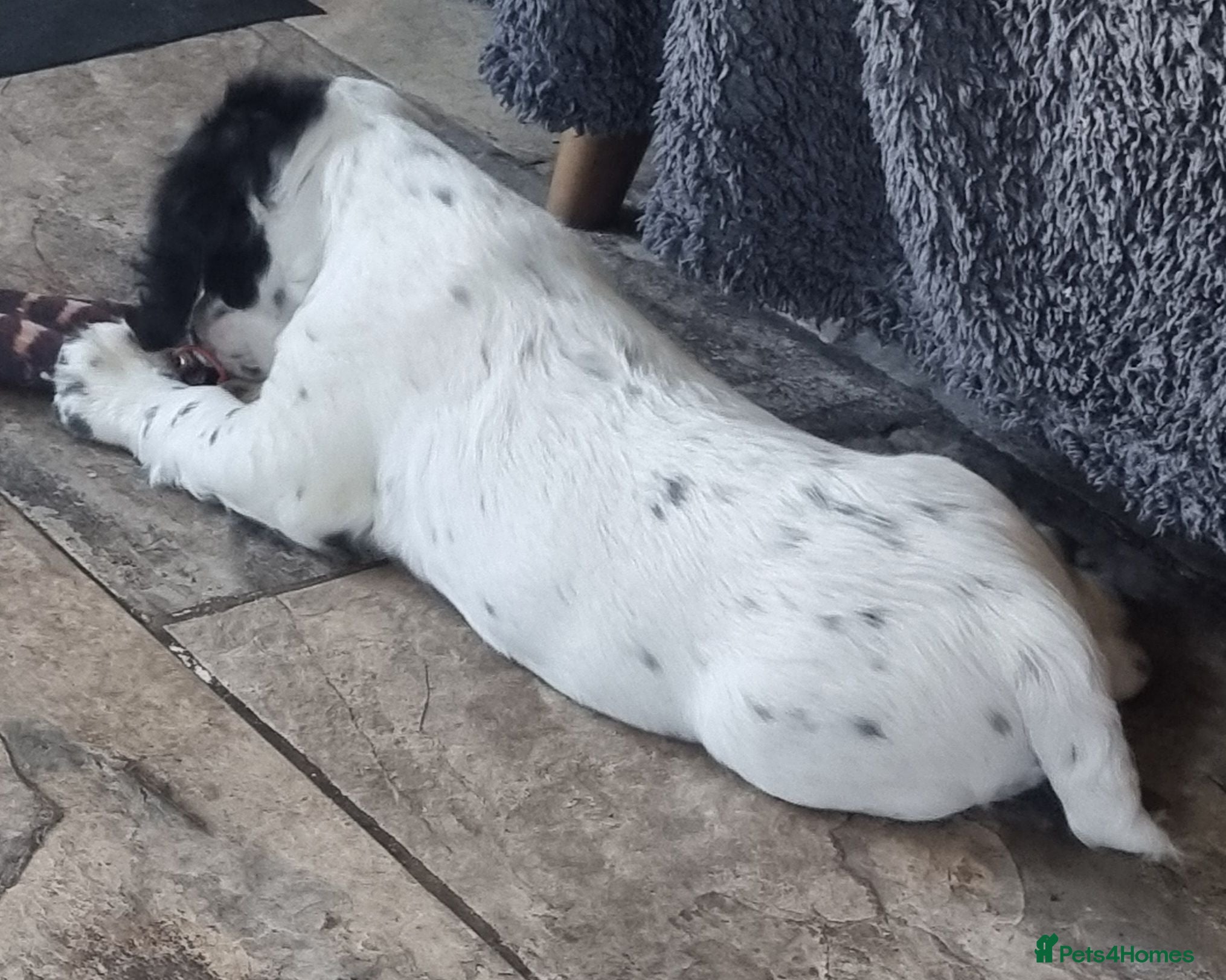 Cocker Spaniel dogs Quality KC/DNA clear Cocker spaniel pup  - Advert 2