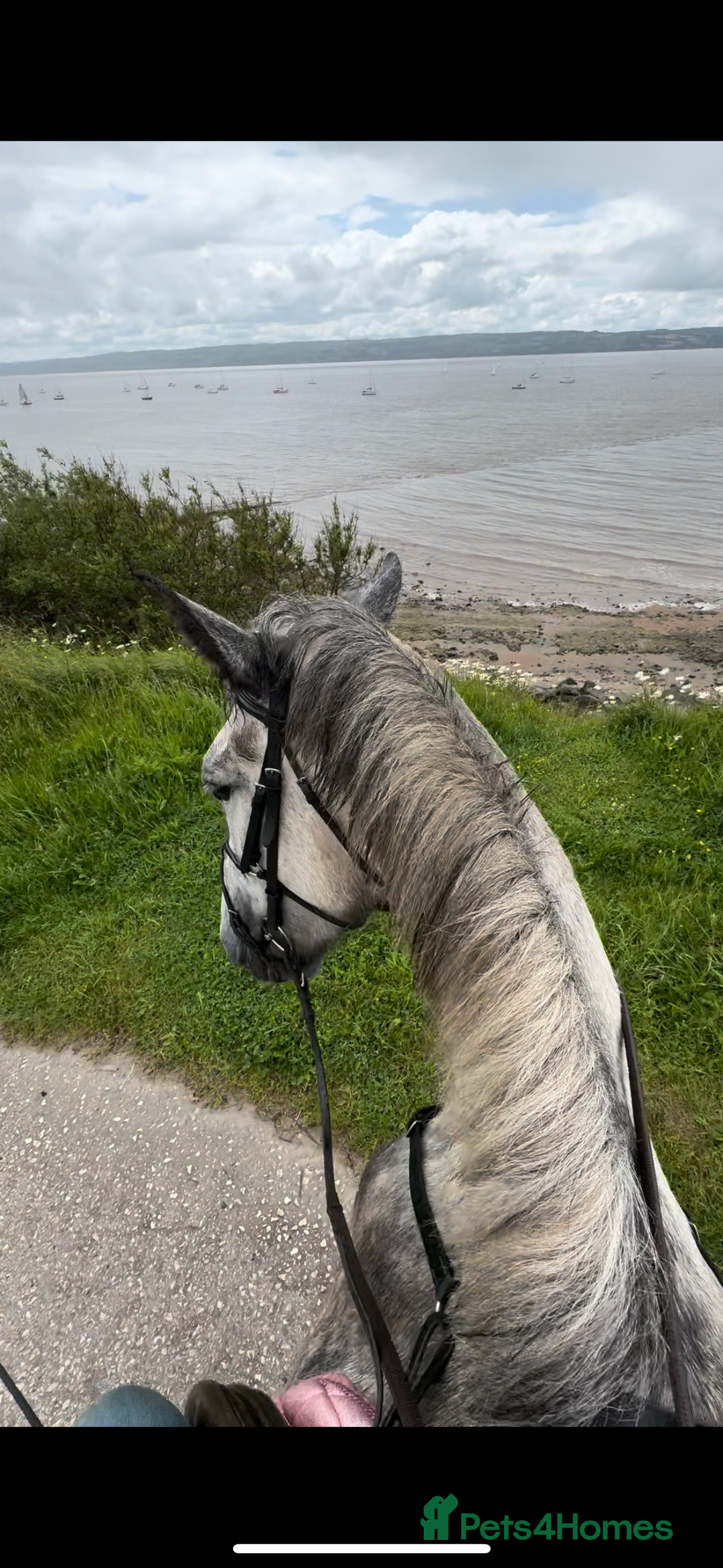 Irish Draught horses for sale: 16.3hh all round mare for sale  - Advert 3