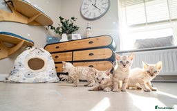 Bengal cats for sale: Frankie-Stunning Snow Bengal-TICA-Available now! - Image 24