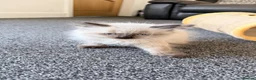 Ragdoll cats for sale: Baby ragdoll kitten for sale in Blackburn - Advert 2