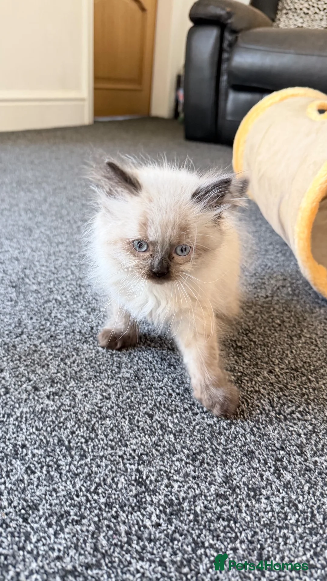 Ragdoll cats for sale: Baby ragdoll kitten for sale in Blackburn - Advert 2