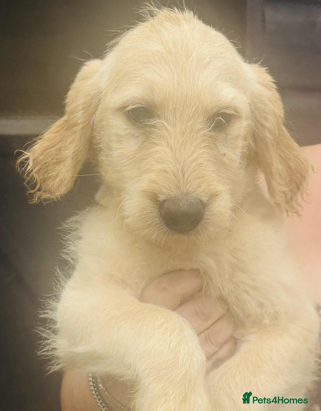 Labradoodle dogs for sale: F1 labradoodle puppies  - Image 5