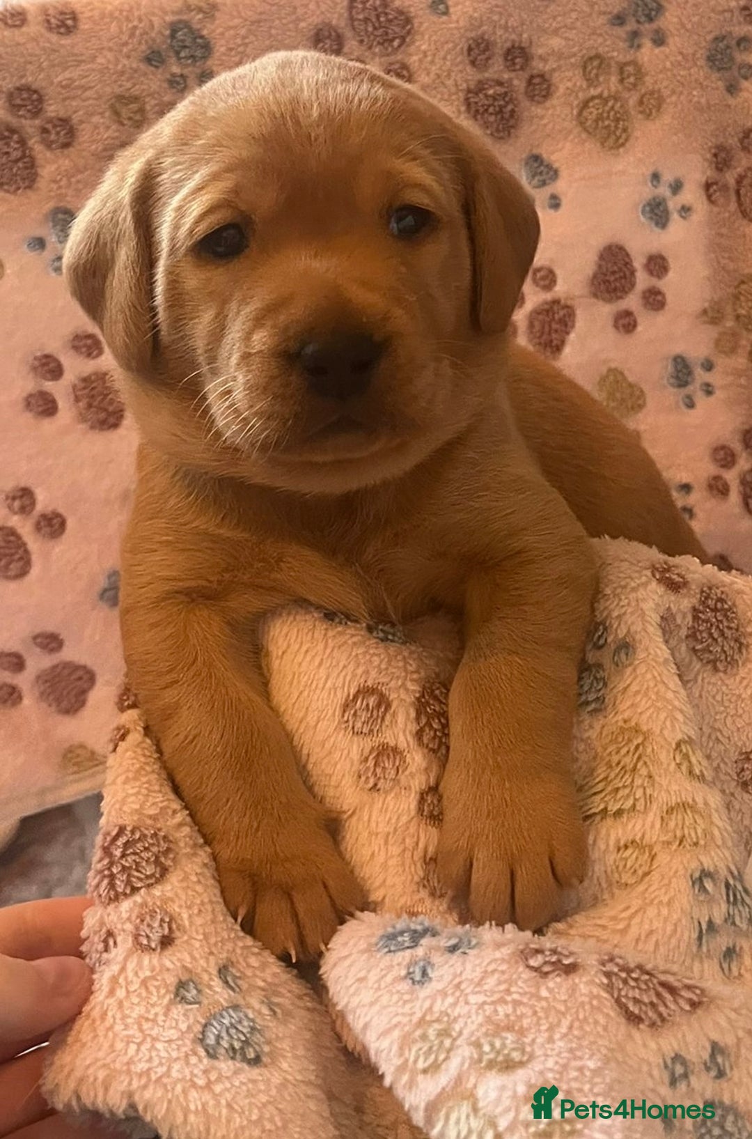 Labrador Retriever dogs for sale: Beautiful Fox Red Labrador KC Reg Puppies  - Advert 15