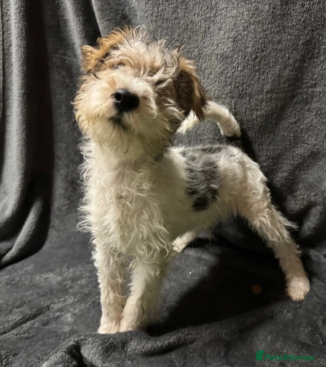 Fox Terrier dogs for sale: Fox terrier puppy’s for sale  - Advert 1