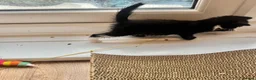 Mixed Breed cats for sale: RAGDOLL CROSS MALE KITTEN  in Willenhall - Advert 10