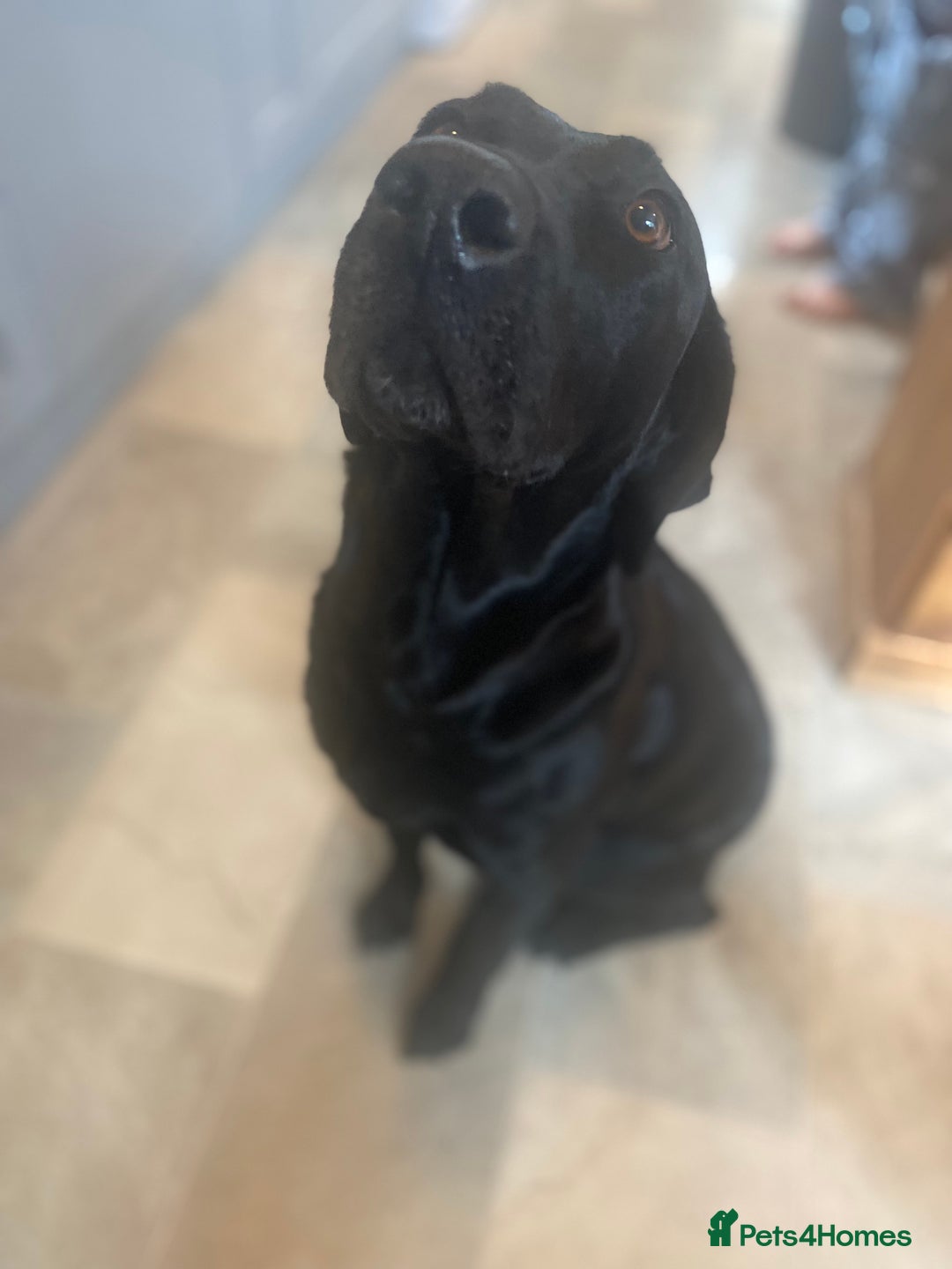 Labrador Retriever dogs for sale: Labradors  - Image 7