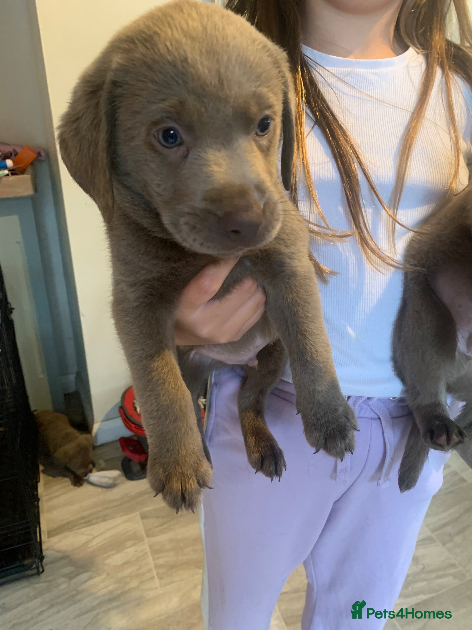 Labrador Retriever dogs Silver Labrador puppies  - Advert 17