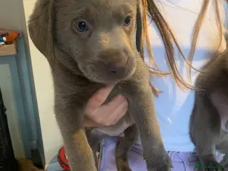 Labrador Retriever dogs Silver Labrador puppies ready to leave - Advert 15