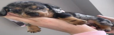 Miniature Dachshund 4