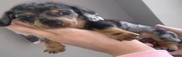Miniature Dachshund dogs for sale: Best colors miniature Dachshund puppies in Belfast - Advert 6