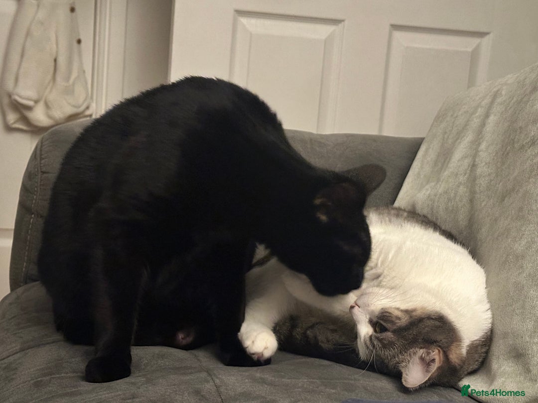 British Shorthair cats for sale: Two British short haired cats for sale  - Advert 4