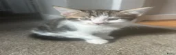 Mixed Breed cats for sale: Beautiful kittens for sale to 5* homes  - Advert 6
