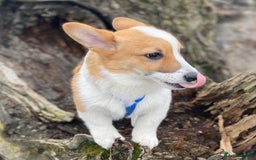 Welsh Corgi Pembroke dogs for sale: Lovely Pembroke Welsh Corgi Boy - Image 1