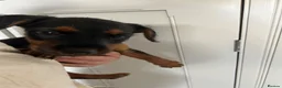 Lakeland Terrier dogs for sale: Lakeland terrier pups  - Advert 3