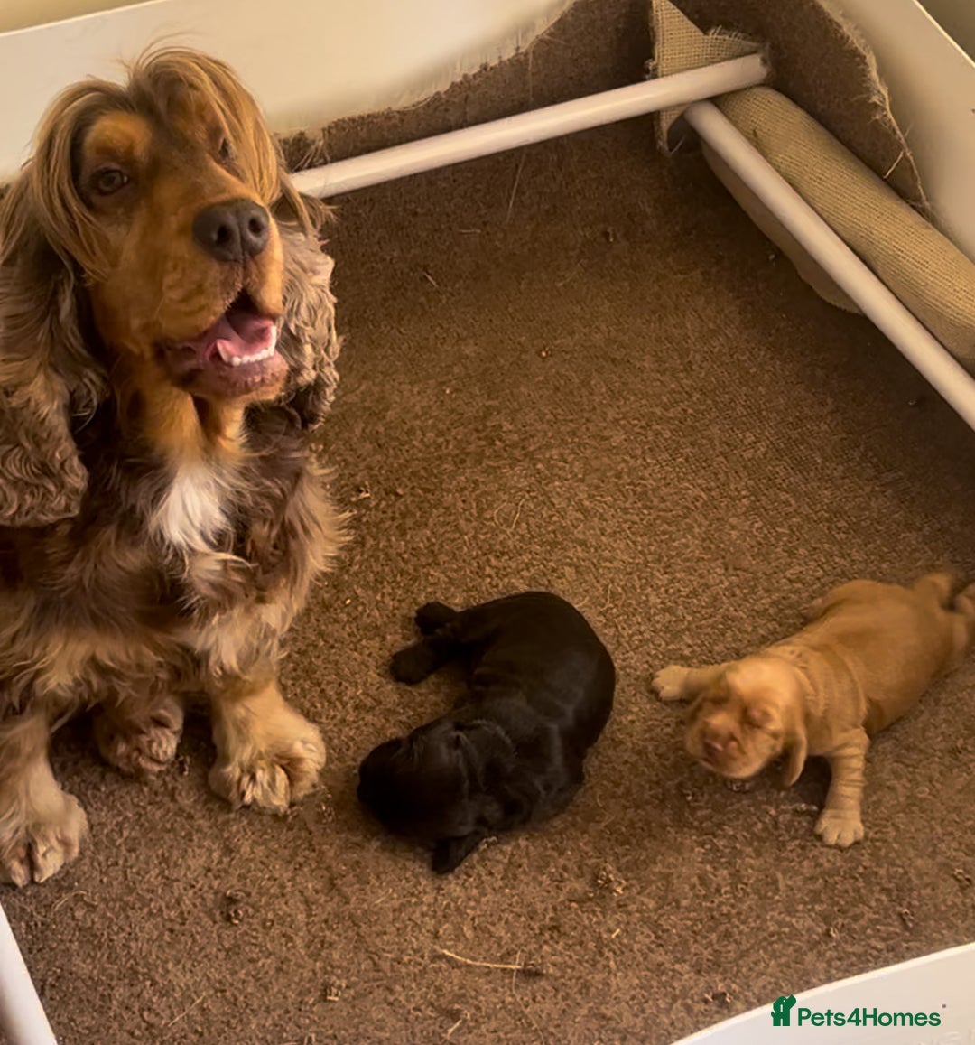 Cocker Spaniel dogs for sale: 🐾🐶 SHOW TYPE COCKER SPANIELS🐶🐾 - Image 7