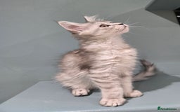 Maine Coon cats for sale: 1 GCCF Registered Female  - Image 2