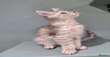 Maine Coon cats - Advert 15