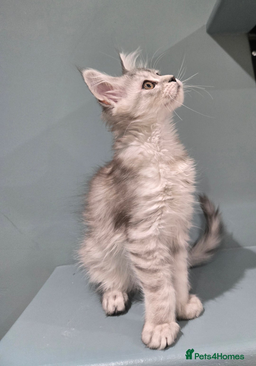 Maine Coon cats for sale: 1 GCCF Registered Female  - Image 2