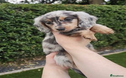 Miniature Dachshund dogs for sale: KC Long Haired Cream Carriers Miniature Dachshunds - Image 3