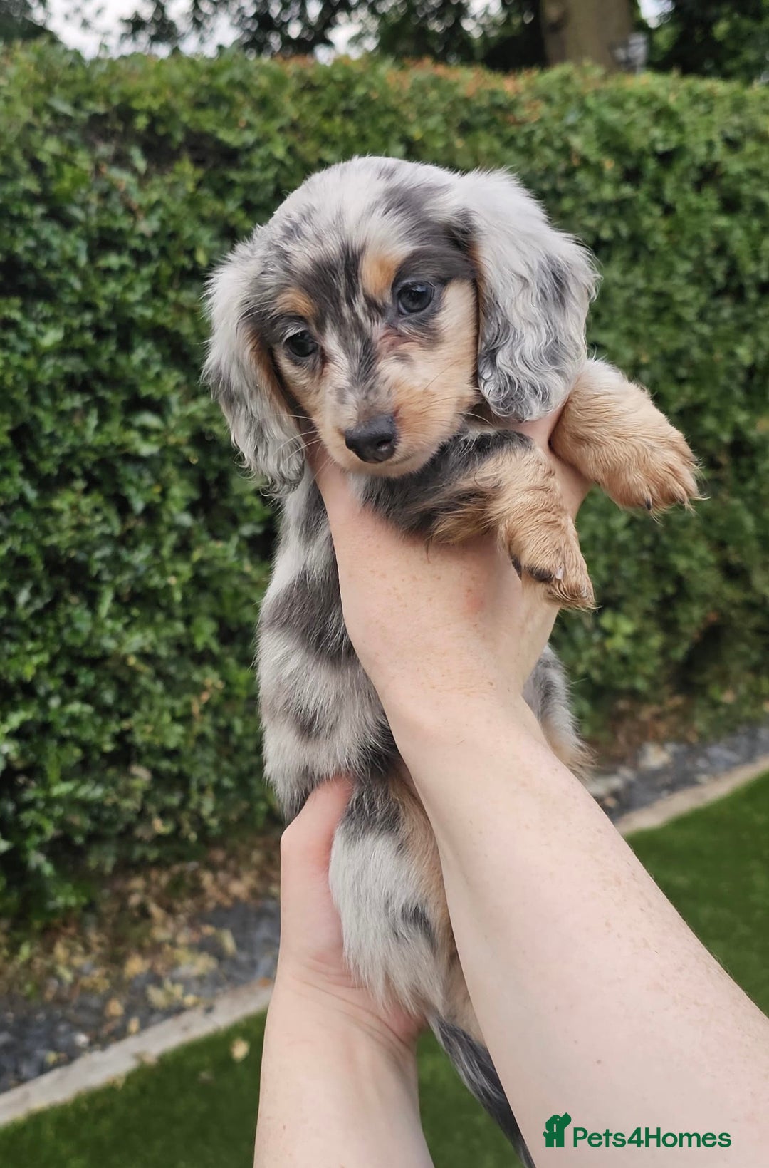 Miniature Dachshund dogs for sale: KC Long Haired Cream Carriers Miniature Dachshunds - Image 3