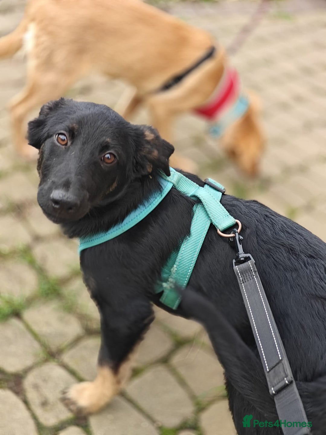 Mixed Breed dogs for adoption: ❤️Hope&Joy — two 7(8) months small sisters❤️ - Advert 9