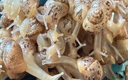 Snails invertebrates for sale: Lissachatina fulica babies - Image 2
