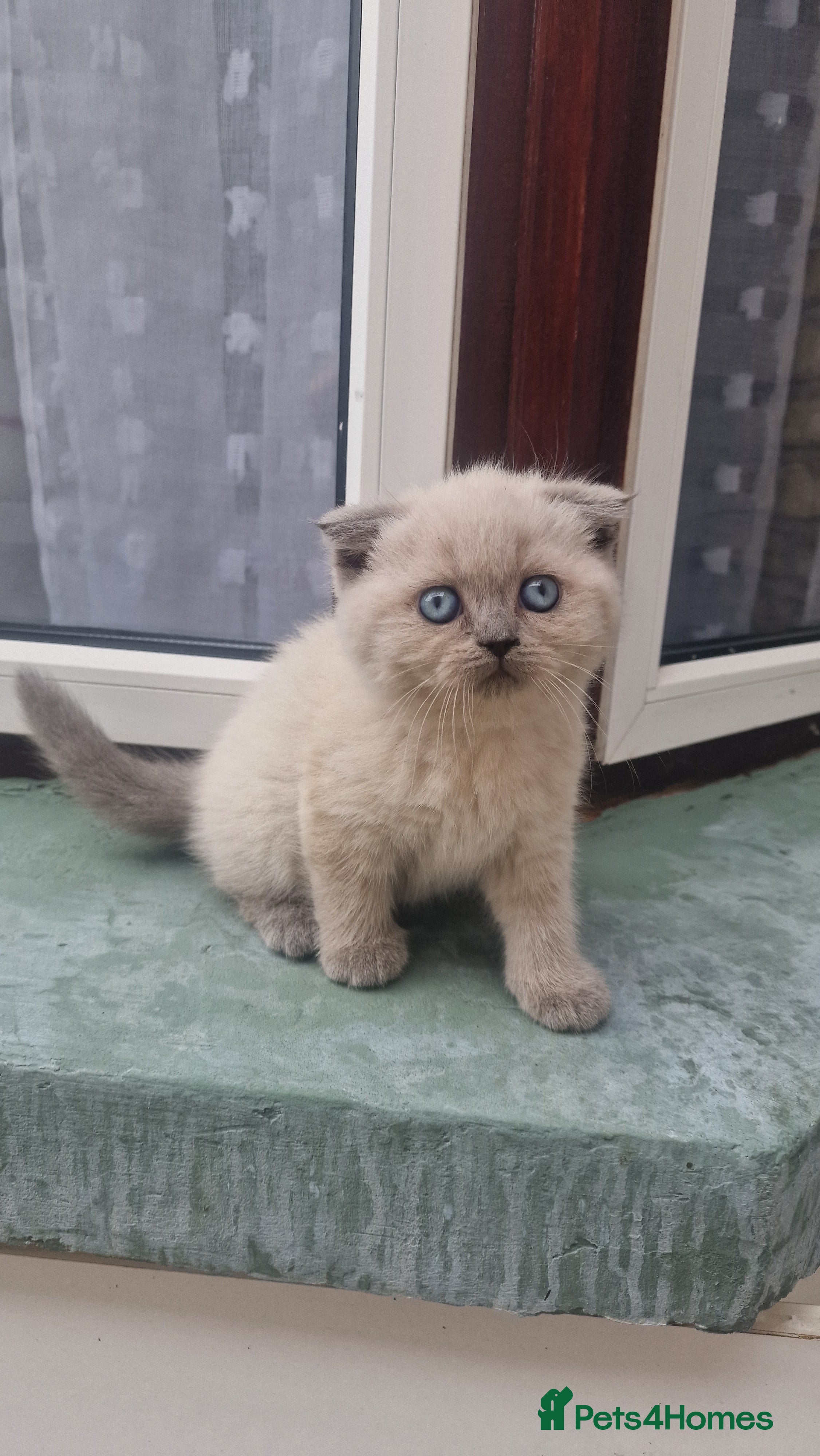 Brazilian Shorthair cats British straight-eared and Scottish fold kittens - Advert 2