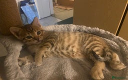 Bengal cats for sale: 3 BengalX kittens  - Image 11