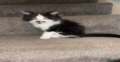 Maine Coon cats - Advert 3