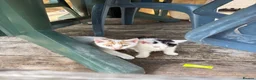 Mixed Breed cats for sale: 3 kittens looking for homes - Advert 6