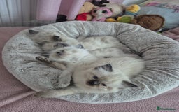 Ragdoll cats for sale: Pure Breed Ragdoll Kittens  - Advert 3