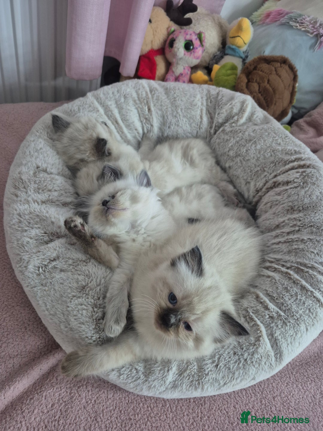 Ragdoll cats for sale: Pure Breed Ragdoll Kittens  - Advert 3
