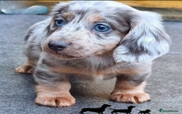 Miniature Dachshund dogs for sale: BLUE DAPPLE & BLUE TAN PUPS AVAILABLE  - Image 10