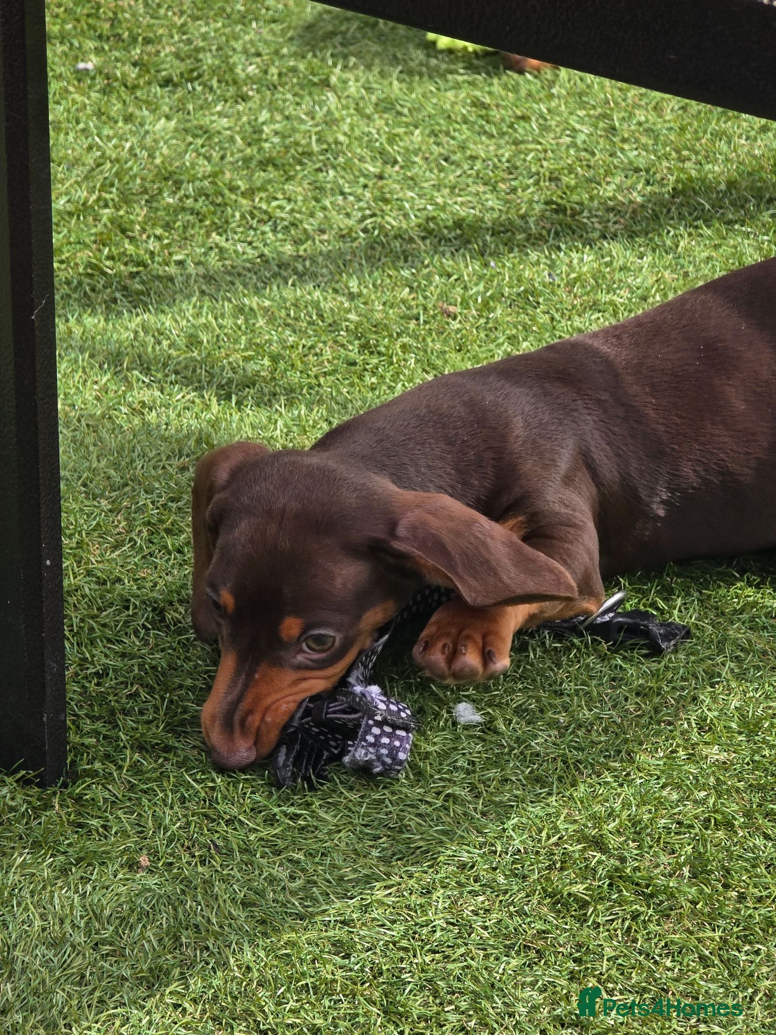 Miniature Dachshund dogs Stunning miniature dachshund puppies - Advert 9