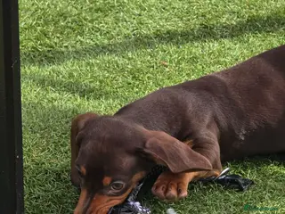 Miniature Dachshund dogs Stunning miniature dachshund puppies - Advert 9