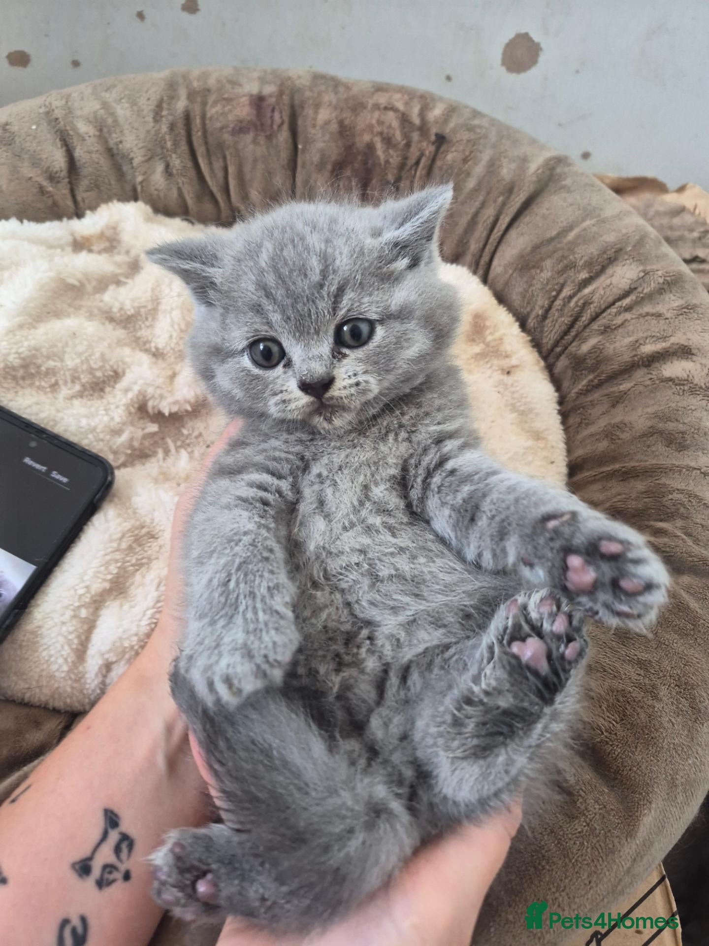 British Shorthair cats Beautiful chunky brittish short hair kittens - Advert 14