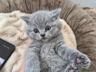 British Shorthair cats Beautiful chunky brittish short hair kittens - Advert 14